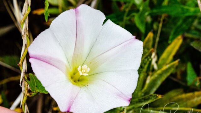 Calystegia purpurata ssp. purpurata Pacific false bindweed, Calystegia purpurata ssp. purpurata