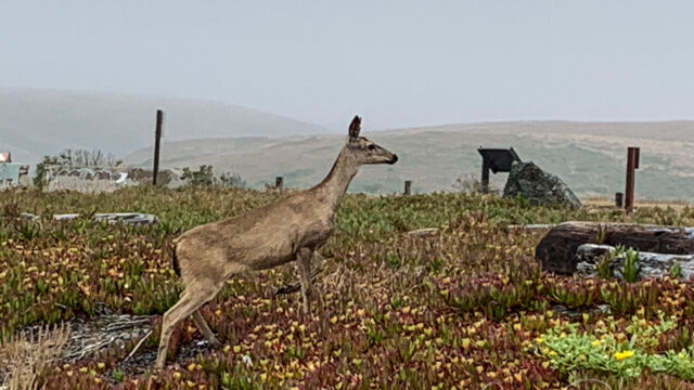 Odocoileus hemionus ssp. columbianus Columbian Black-tailed Deer, Odocoileus hemionus ssp. columbianus