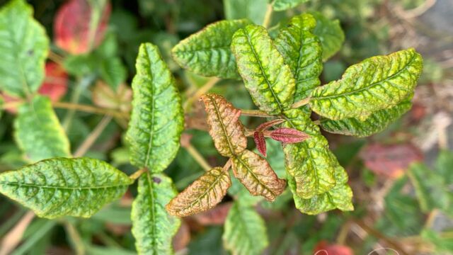 Toxicodendron diversilobum Poison oak, Toxicodendron diversilobum