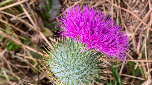 Cirsium vulgare Bull thistle, Cirsium vulgare
