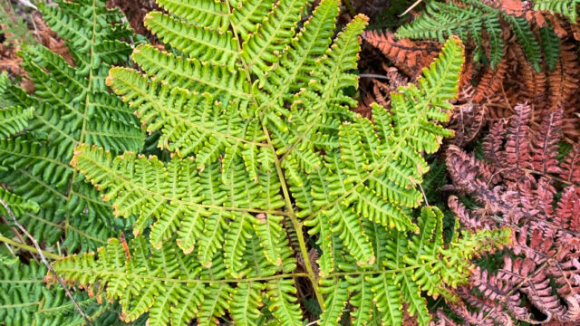 Pteridium aquilinum Western brackenfern, Pteridium aquilinum