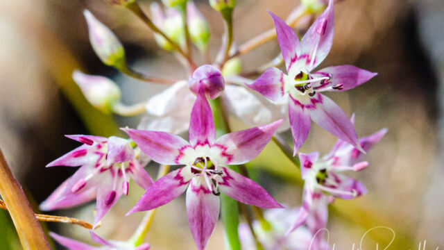 Allium campanulatum Dusky onion, Allium campanulatum