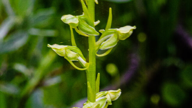 Platanthera sparsiflora Sparse flowered bog orchid, Platanthera sparsiflora