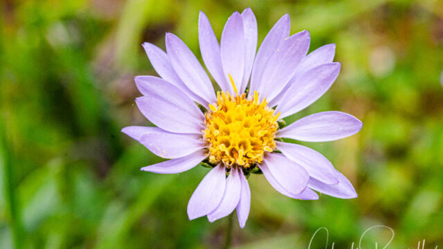 Oreostemma alpigenum var. andersonii Tundra aster, Oreostemma alpigenum var. andersonii