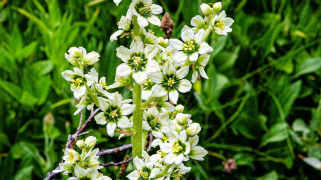 Veratrum californicum var. californicum California corn lily, Veratrum californicum var. californicum