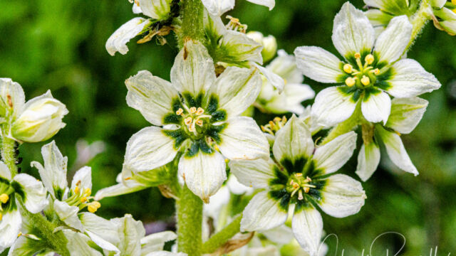 Veratrum californicum var. californicum. Closeup of the flowers California corn lily, Veratrum californicum var. californicum