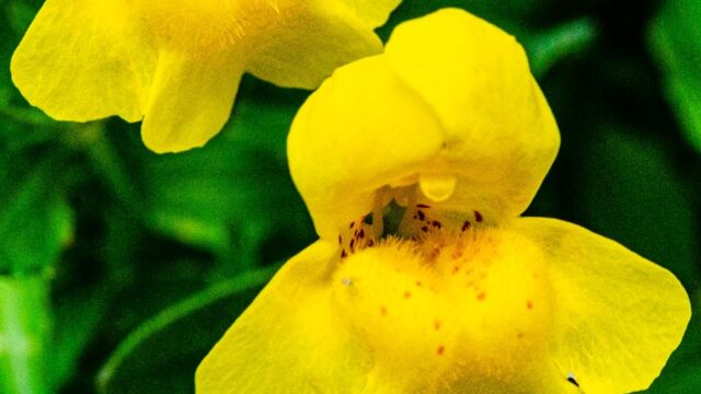 Erythranthe tilingii Tiling's monkeyflower, Erythranthe tilingii