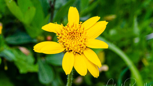 Arnica nevadensis Nevada arnica, Arnica nevadensis