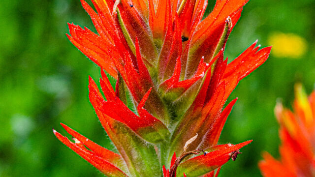 Castilleja miniata ssp. miniata Scarlet paintbrush, Castilleja miniata ssp. miniata