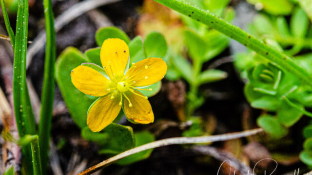 Hypericum anagalloides Tinker's penny, Hypericum anagalloides