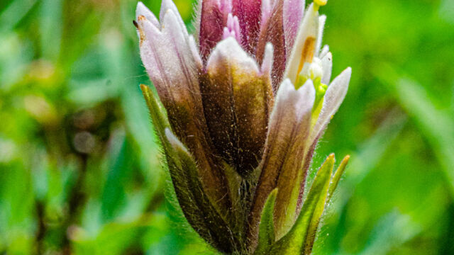 Castilleja pilosa Pilose paintbrush, Castilleja pilosa