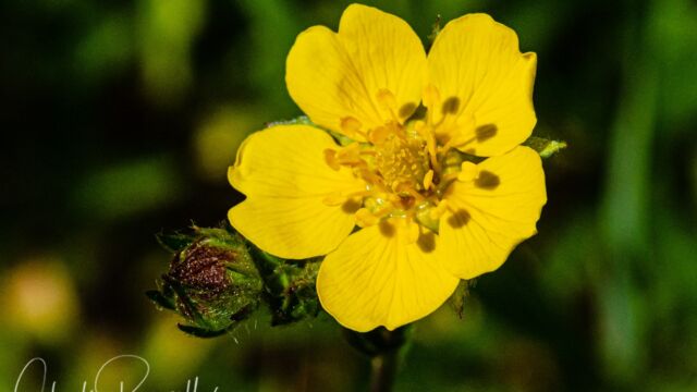 Potentilla gracilis var. fastigiata Slender cinquefoil, Potentilla gracilis var. fastigiata