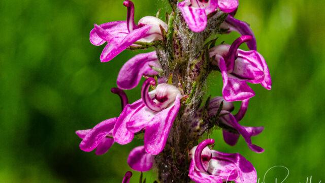 Pedicularis attollens Little elephant's head, Pedicularis attollens