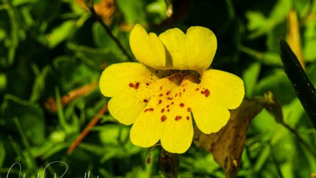Erythranthe primuloides Primrose monkeyflower, Erythranthe primuloides
