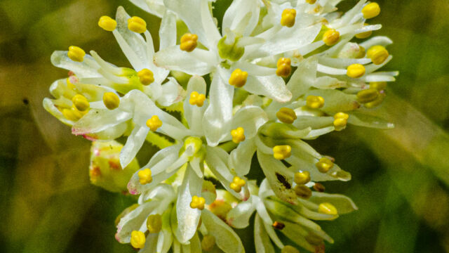 Triantha occidentalis ssp. occidentalis Western false asphodel, Triantha occidentalis ssp. occidentalis