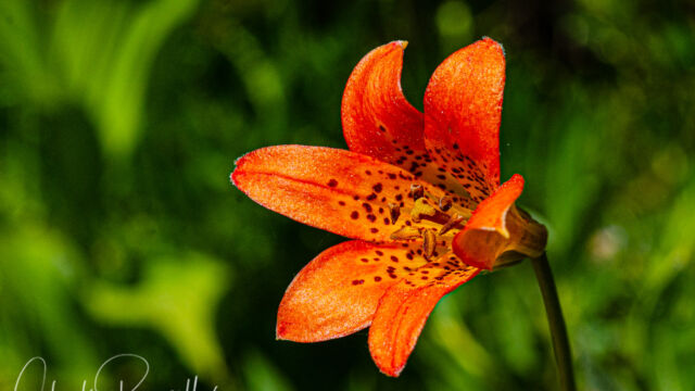 Lilium parvum Alpine lily (aka Sierra tiger lily), Lilium parvum