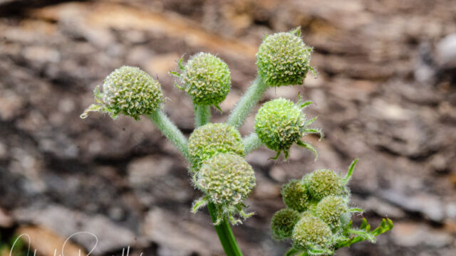 Angelica capitellata Ranger's buttons, Angelica capitellata