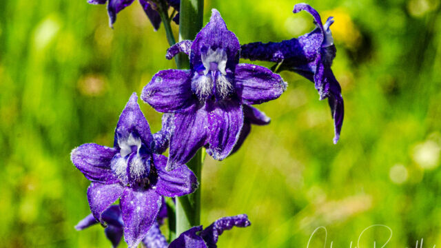 Delphinium glaucum Sierra larkspur, Delphinium glaucum
