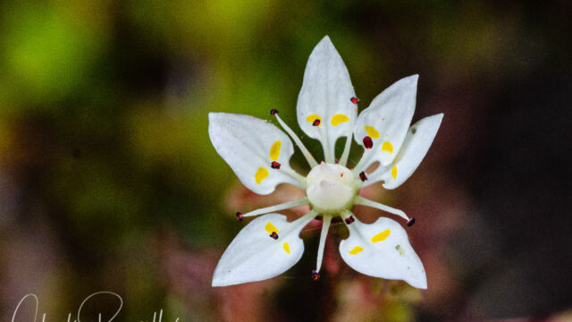 Micranthes bryophora Bud saxifrage, Micranthes bryophora