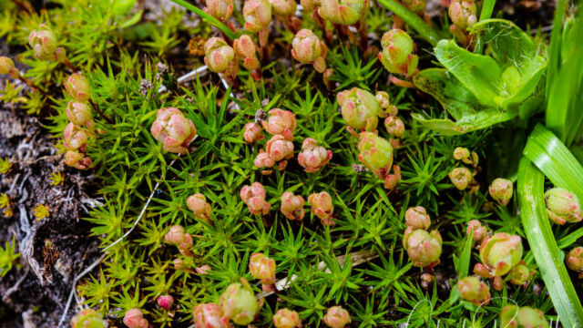 Polytrichum sp. Haircap moss, Polytrichum sp.