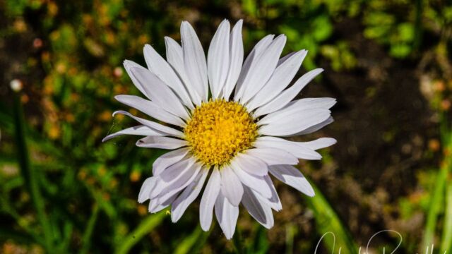 Erigeron glacialis Wandering fleabane, Erigeron glacialis