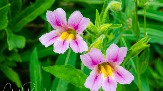 Erythranthe erubescens California blushing monkeyflower, Erythranthe erubescens