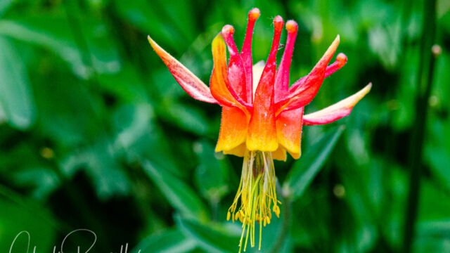 Aquilegia formosa Western columbine, Aquilegia formosa