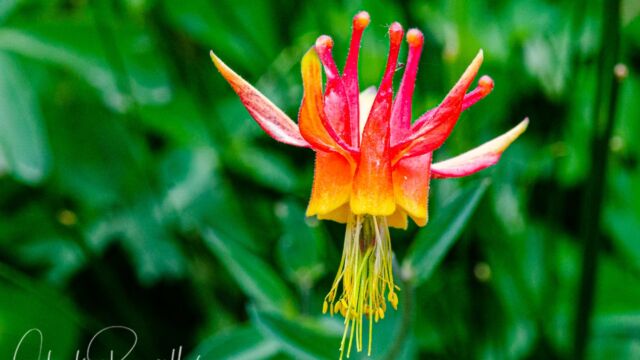 Aquilegia formosa Western columbine, Aquilegia formosa