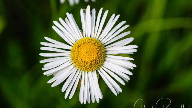 Erigeron coulteri Coulter's fleabane, Erigeron coulteri