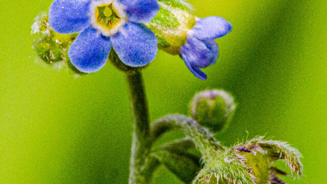 Hackelia floribunda Many flowered stickseed, Hackelia floribunda