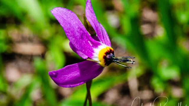 Primula tetrandra Alpine shooting star, Primula tetrandra
