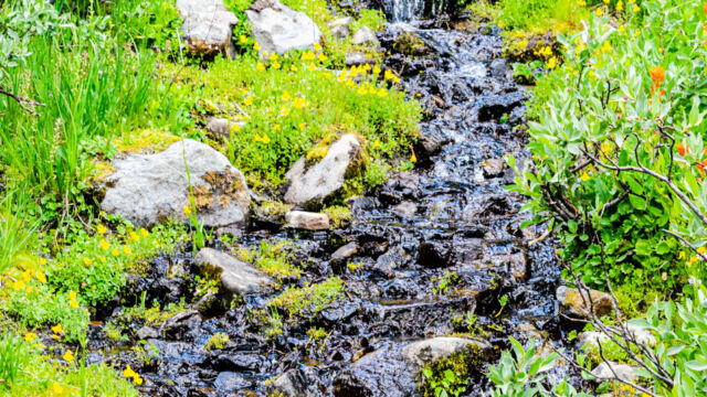 Stream flowing into the meadow. Monkeyflower, paintbrush, bog orchids, and more, line the waterway Stream flowing into the meadow. Monkeyflower, paintbrush, bog orchids, and more, line the waterway