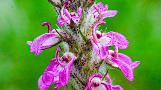 Pedicularis attollens Little elephant's head, Pedicularis attollens