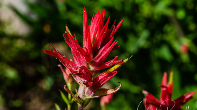 Castilleja miniata ssp. miniata Scarlet paintbrush, Castilleja miniata ssp. miniata