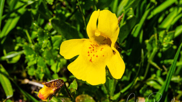 Erythranthe guttata Seep monkey flower, Erythranthe guttata