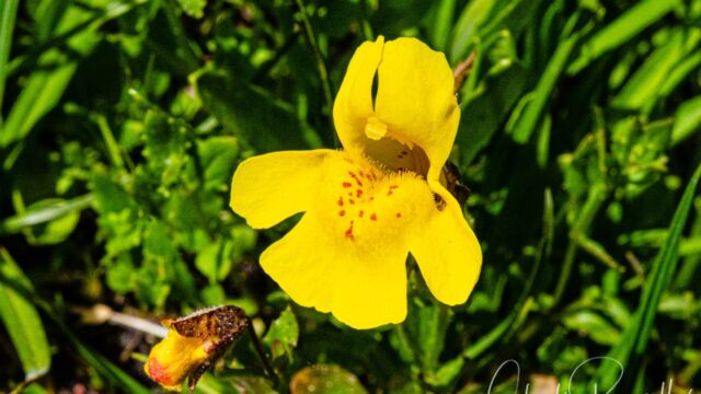 Erythranthe guttata Seep monkey flower, Erythranthe guttata