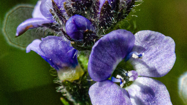 Veronica wormskjoldii American alpine speedwell, Veronica wormskjoldii