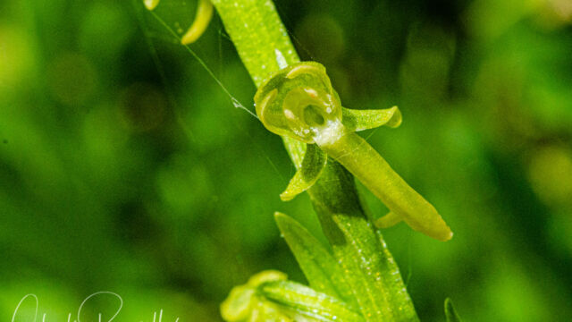Platanthera sparsiflora Sparse flowered bog orchid, Platanthera sparsiflora