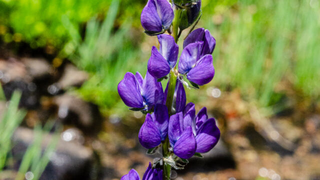 Lupinus polyphyllus var. burkei Meadow lupine, Lupinus polyphyllus var. burkei