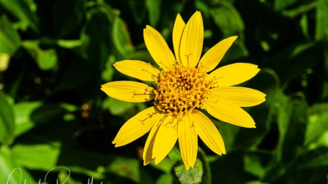 Arnica longifolia Spearleaf arnica, Arnica longifolia