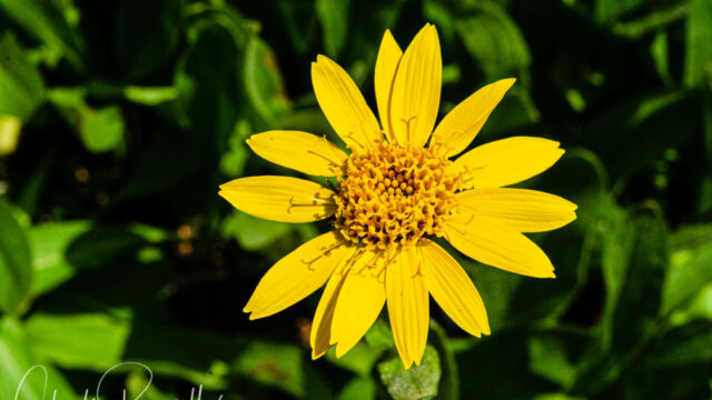 Arnica longifolia Spearleaf arnica, Arnica longifolia