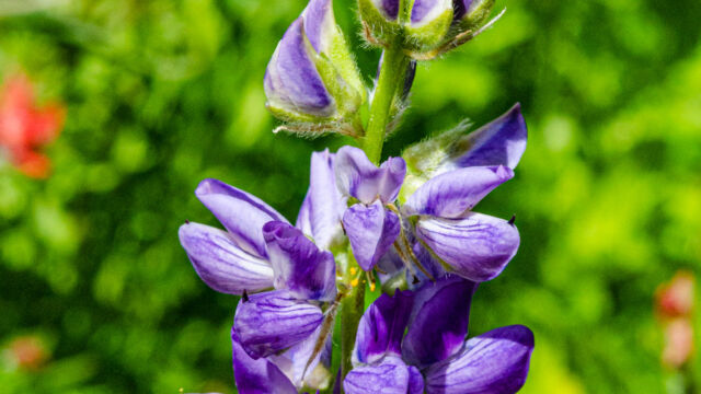 Lupinus latifolius Broadleaf lupine, Lupinus latifolius