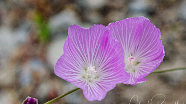 Sidalcea glaucescens Waxy checkerbloom, Sidalcea glaucescens