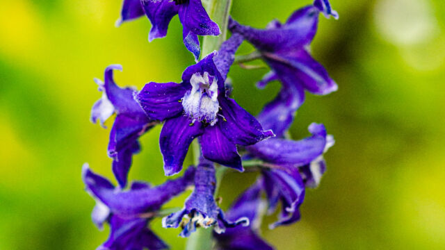Delphinium glaucum Sierra larkspur, Delphinium glaucum