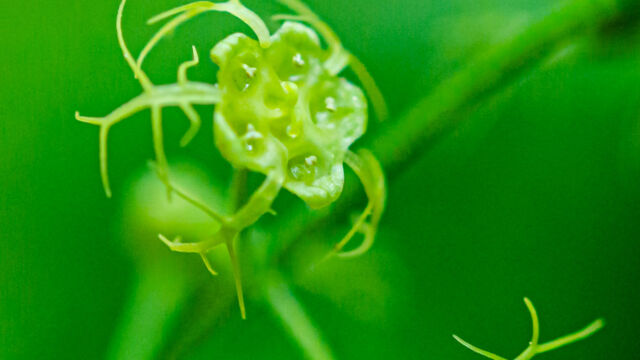 Pectiantia breweri Brewer's miterwort, Pectiantia breweri