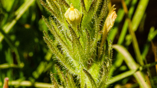 Castilleja tenuis Hairy owl's clover, Castilleja tenuis