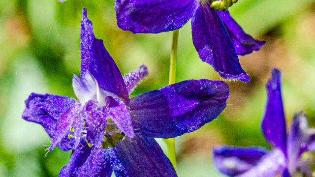 Delphinium nuttallianum Meadow larkspur, Delphinium nuttallianum