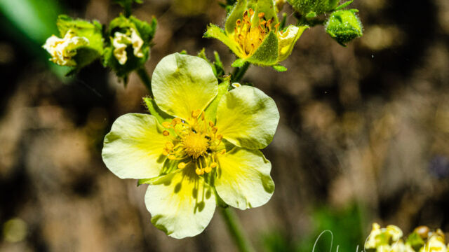 Drymocallis lactea var. lactea Sierran woodbeauty, Drymocallis lactea var. lactea