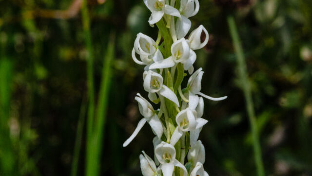 Platanthera dilatata var. leucostachys Sierra bog orchid, Platanthera dilatata var. leucostachys