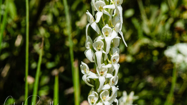 Platanthera dilatata var. leucostachys Sierra bog orchid, Platanthera dilatata var. leucostachys